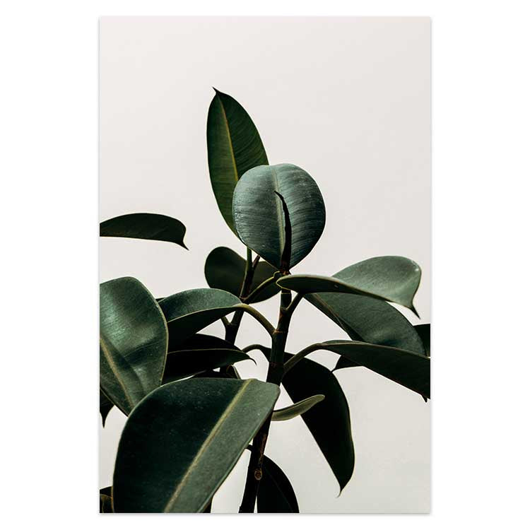 Rubber Plant