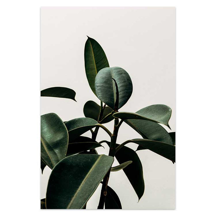 Rubber Plant