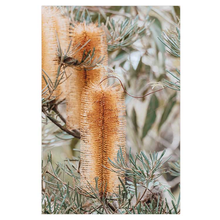Banksia II - Frazer Beach