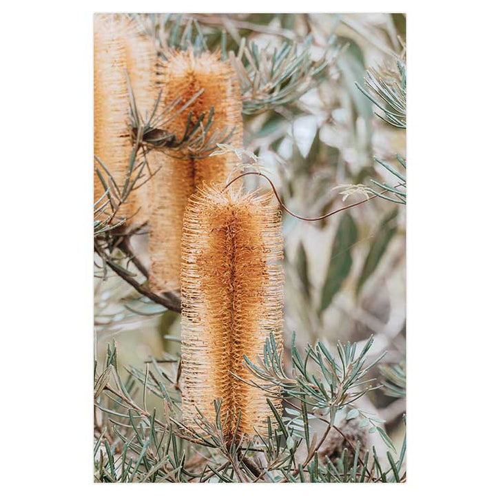 Banksia II - Frazer Beach