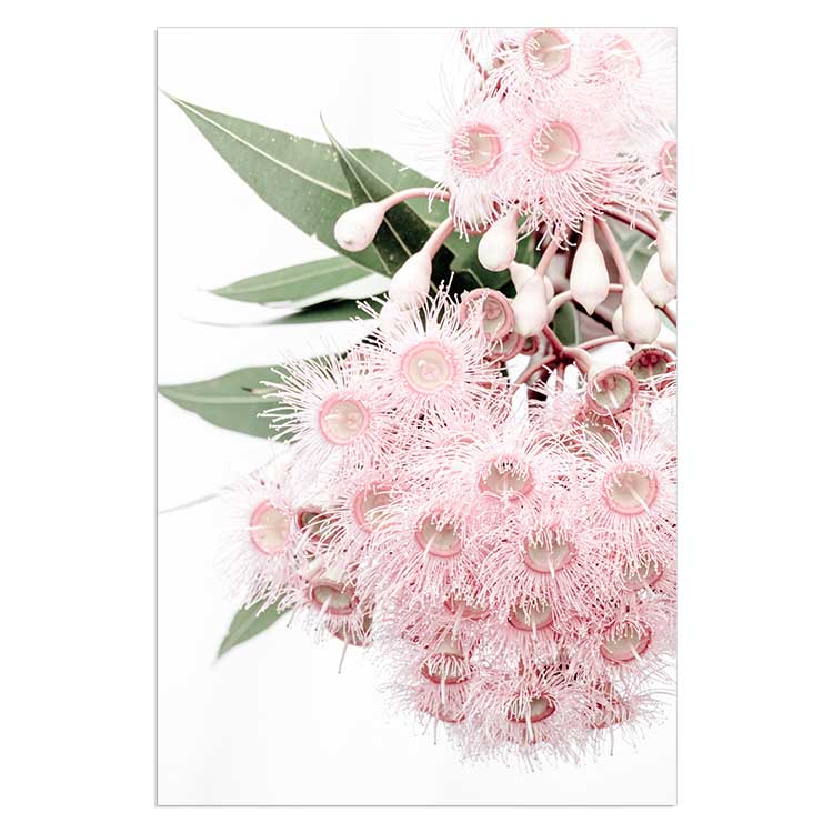 Set of 2 - Icy Pink Eucalyptus no.1 & Eucalyptus Leaves no. 2