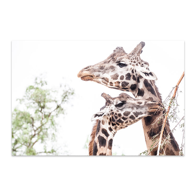 Giraffe Love