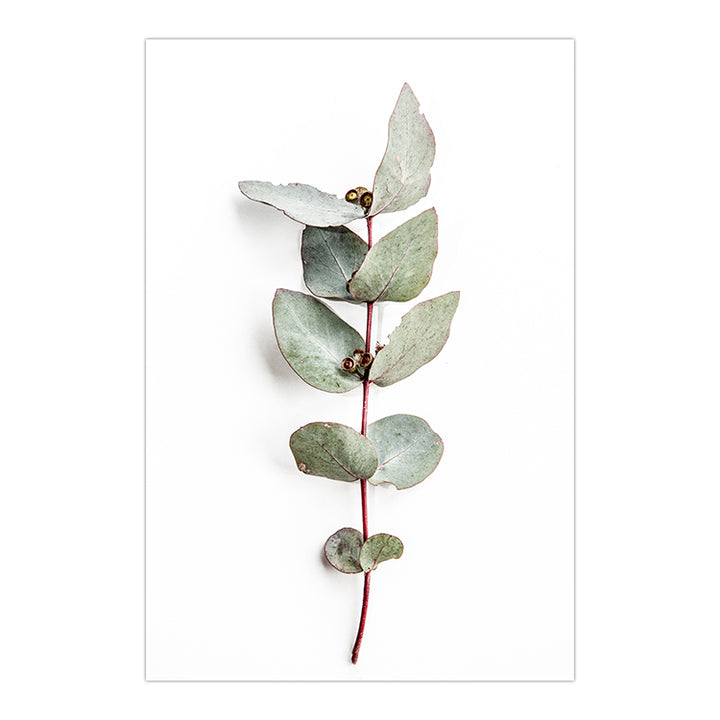 Set of 2 - Icy Pink Eucalyptus no.1 & Eucalyptus Leaves no. 2