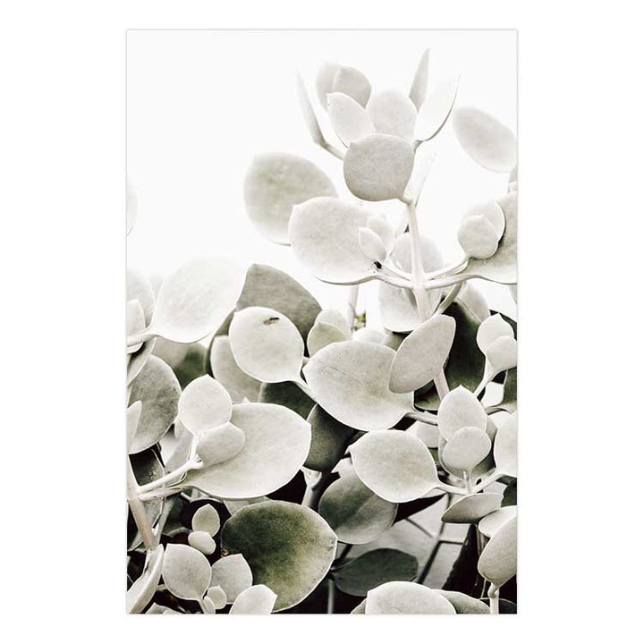 Sage Succulents