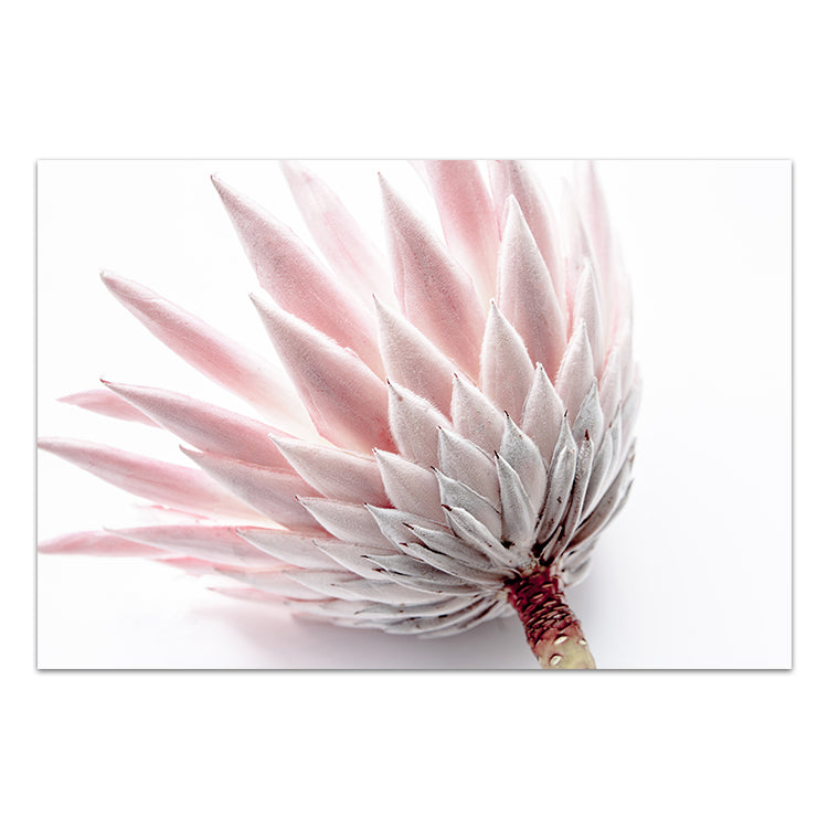 King Protea IV