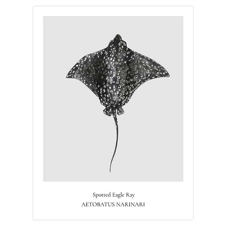 Spotted Eagle Ray