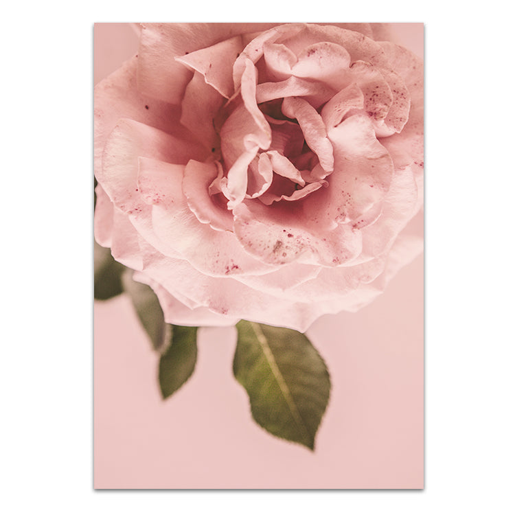 Pink Rose