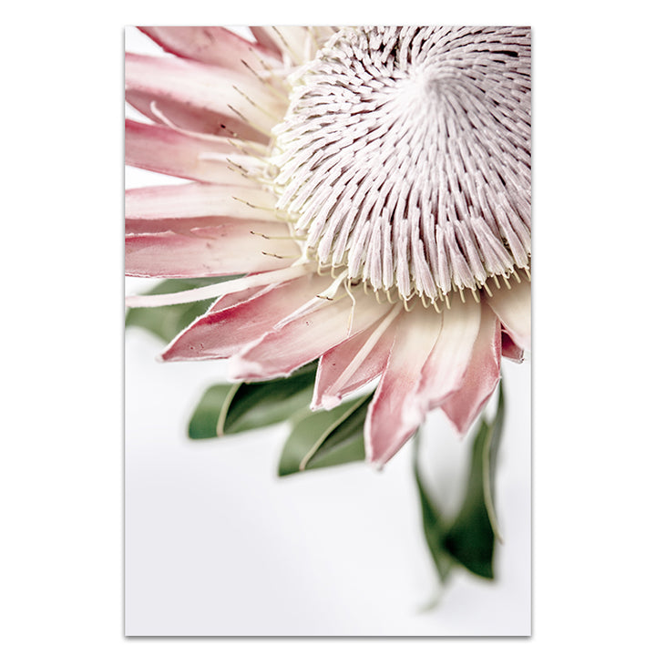 Set of 2 - King Protea I + King Protea II