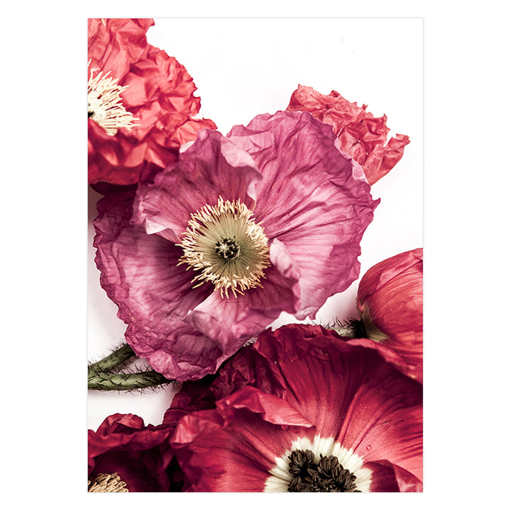 Poppy I