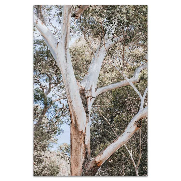 White Gum - Nelsons Bay