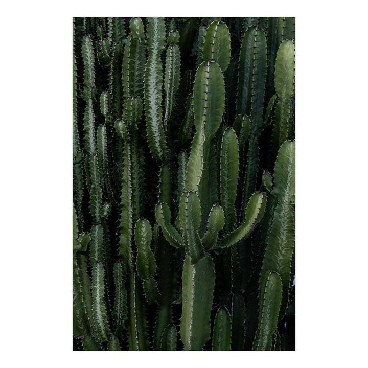 Crowded Cactus