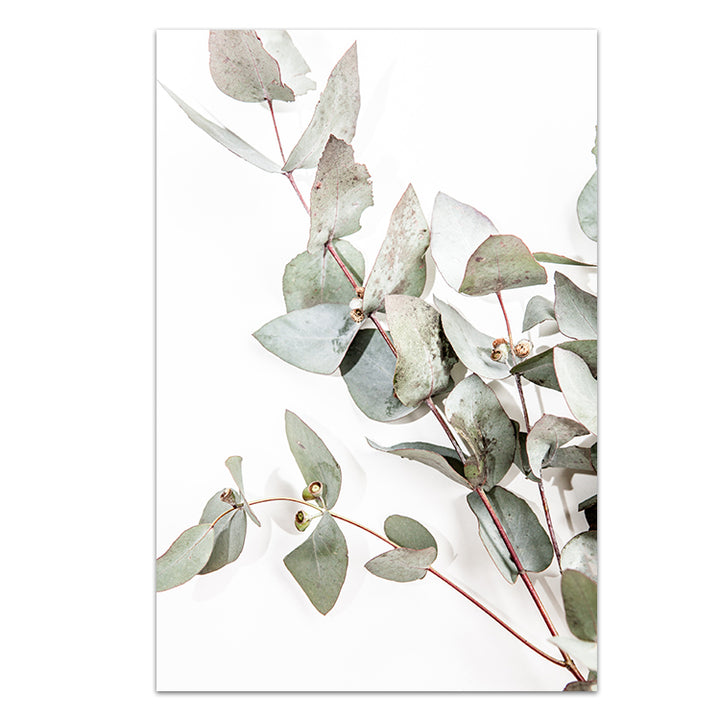 Set of 2 - Eucalyptus Leaves no.1 + Iggy