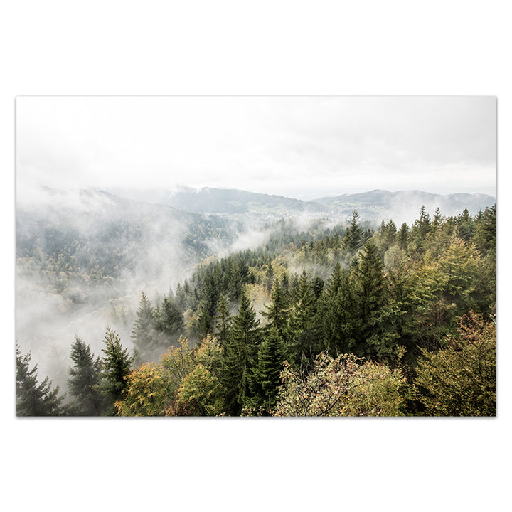 Misty Forest - Tasmania