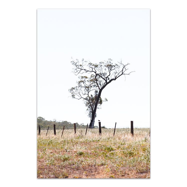 Outback no.1 - The Hunter Valley