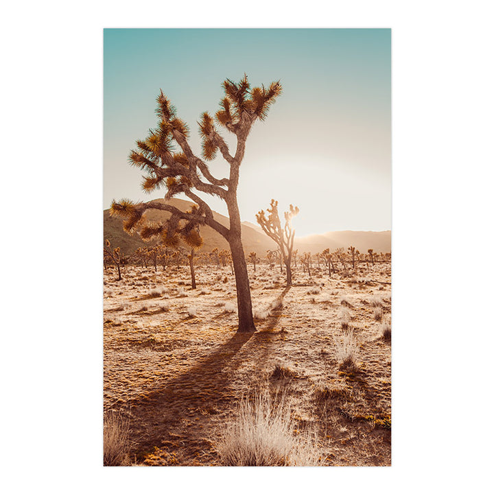 Joshua Tree At Sunset