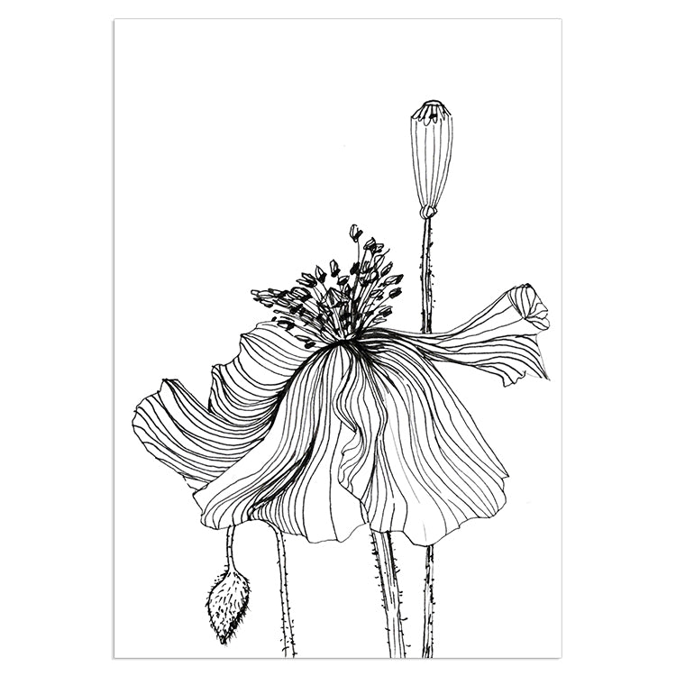 Poppy Sketch