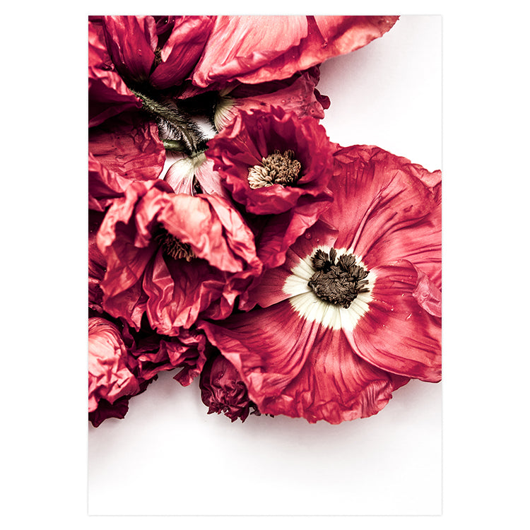 Poppy II