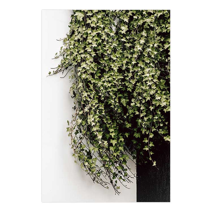 Ivy