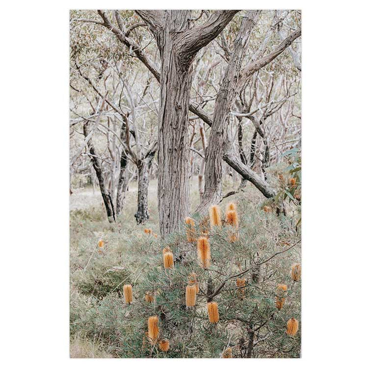 Banksia III - Frazer Beach