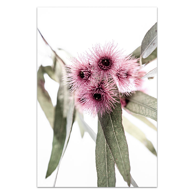 Pink Eucalyptus no.1
