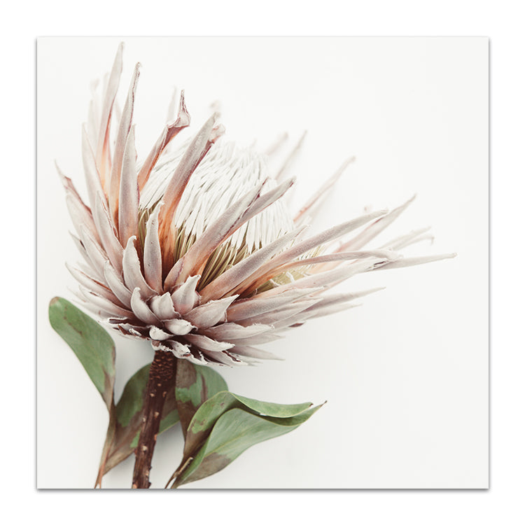 Aged King I - SQUARE