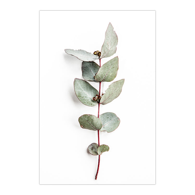 Set of 2 - Eucalyptus Leaves no.1 & no.2