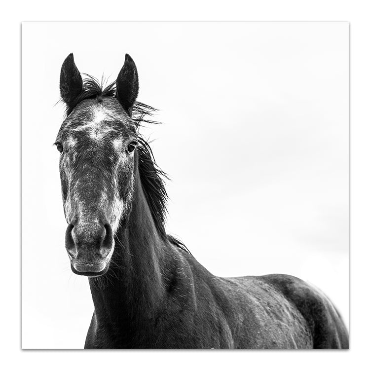 Horse I - SQUARE