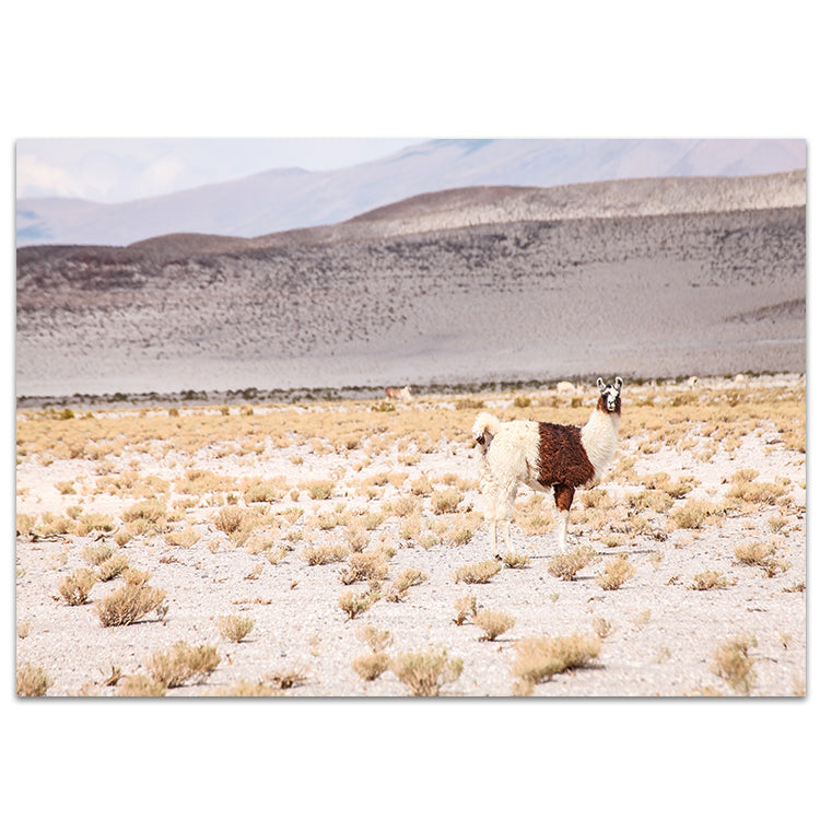 Desert I - Bolivia