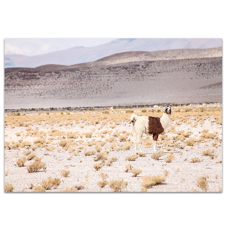 Desert I - Bolivia