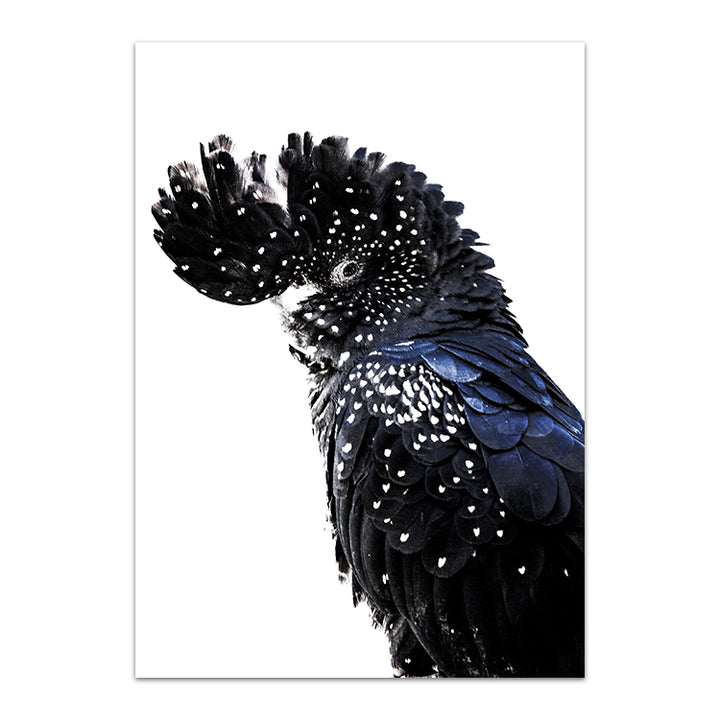 Black Cockatoo