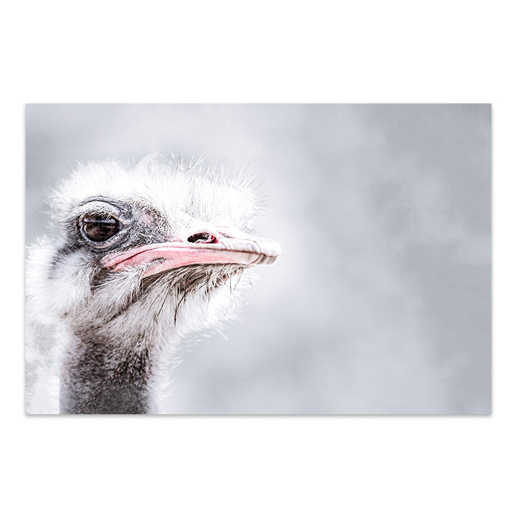 Ostrich