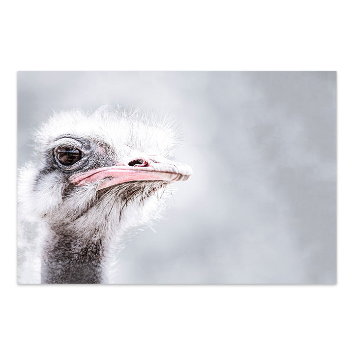 Ostrich