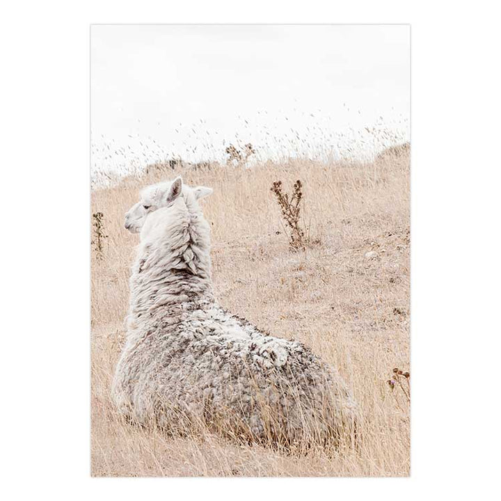 Set of 2 - Country Life - Victoria & Outback Alpaca