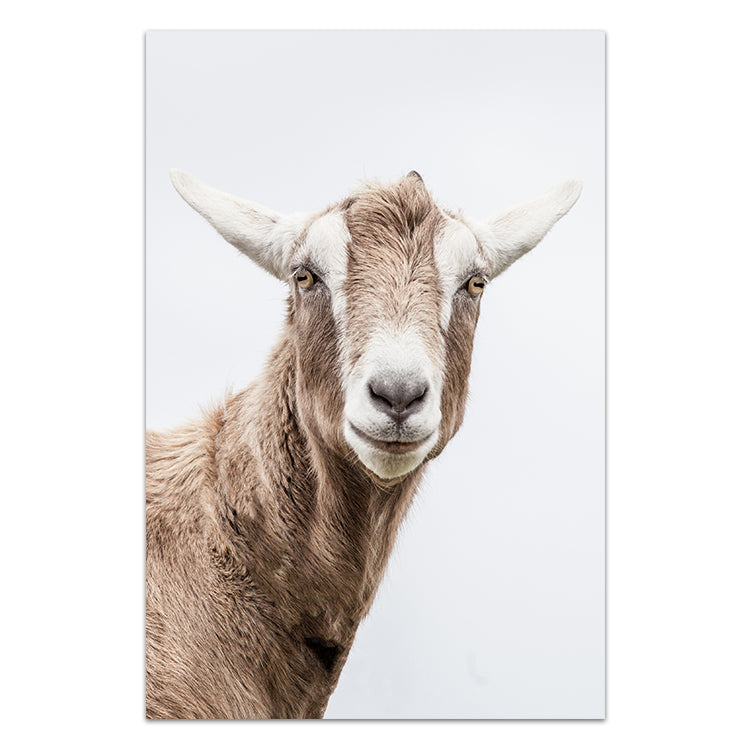 Mr Goat