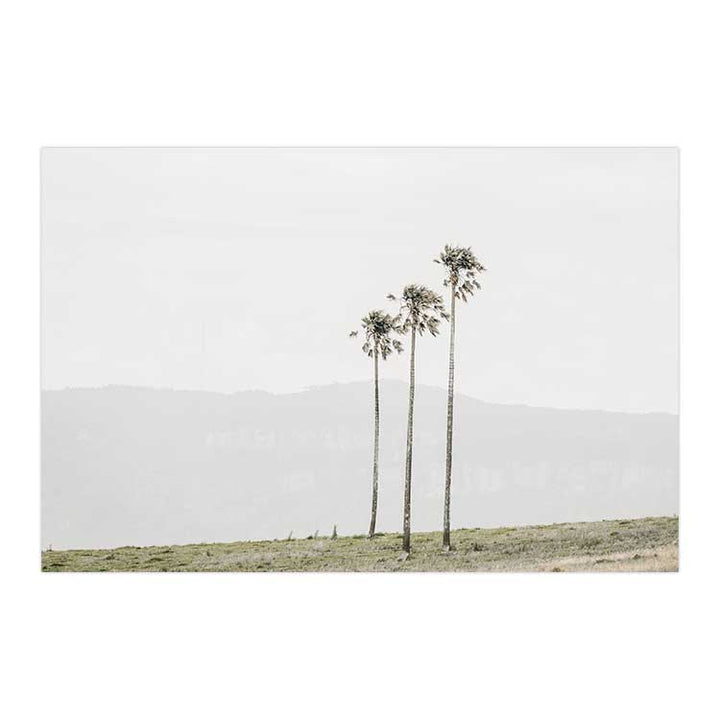 Jamberoo Palms no.3