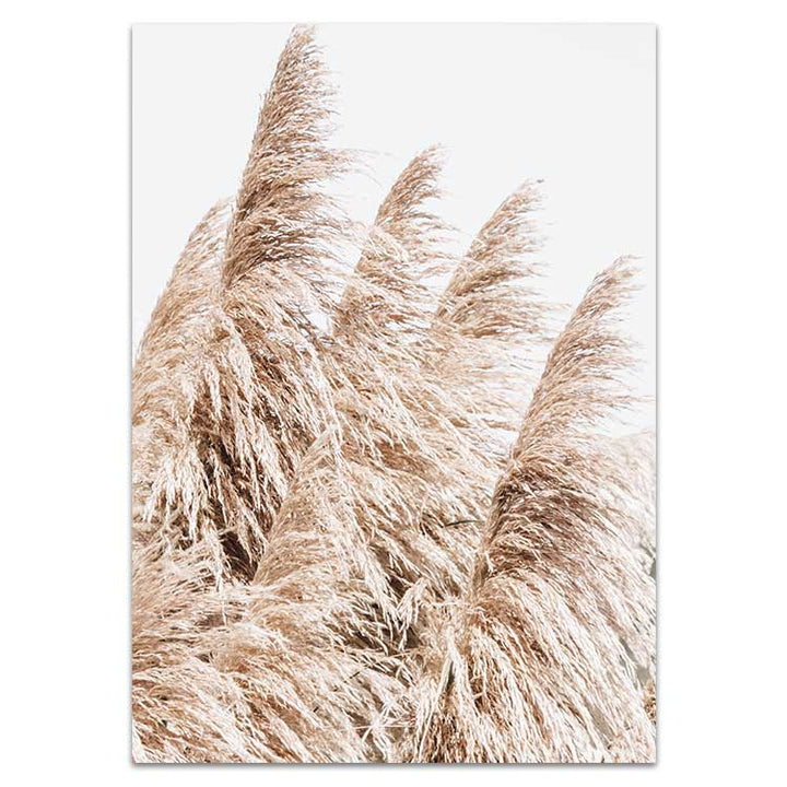 Pampas Grass no.3