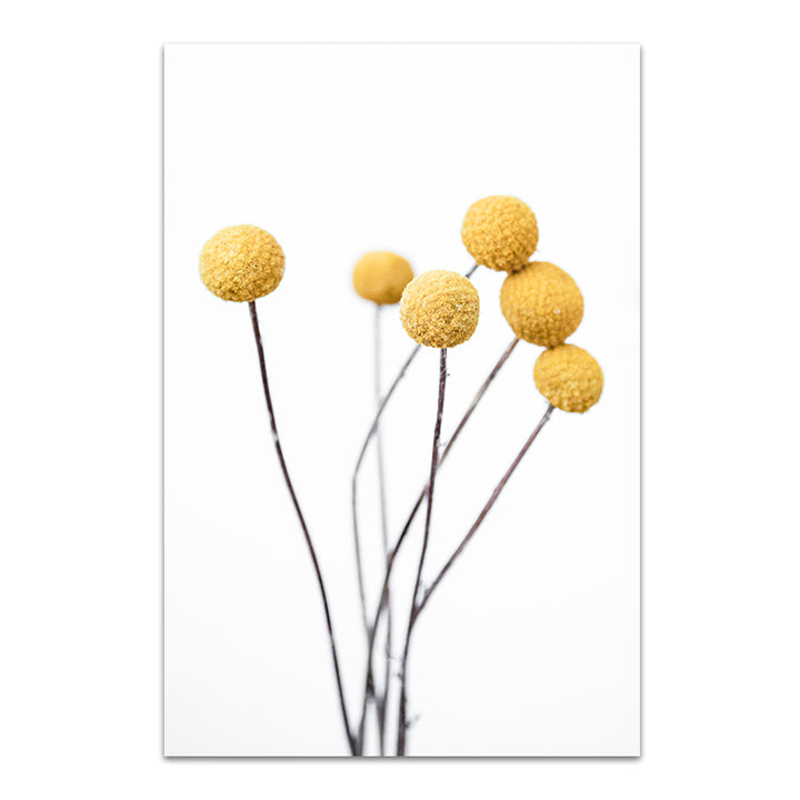 Billy Buttons
