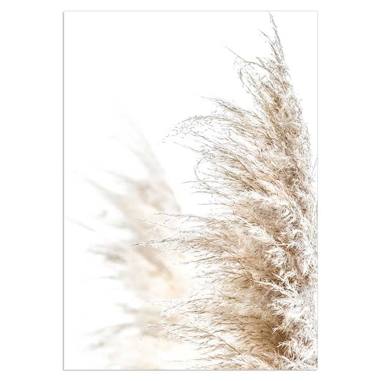 Pampas Grass no.1