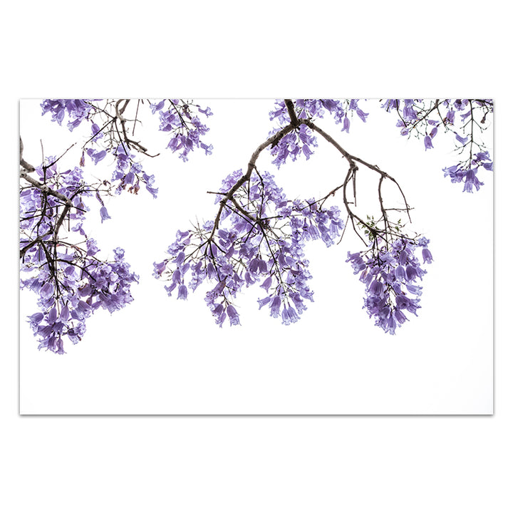 Jacaranda