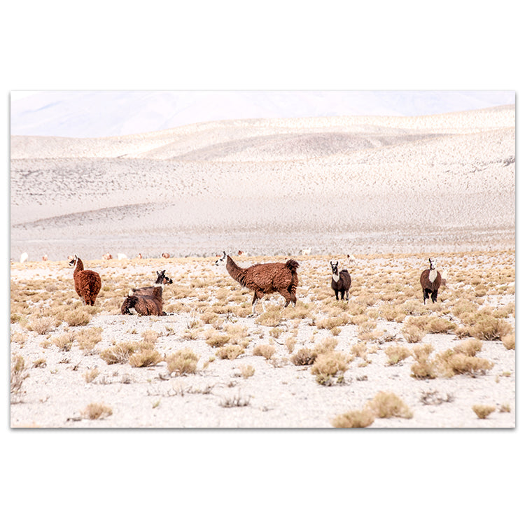 Llamas - Bolivia