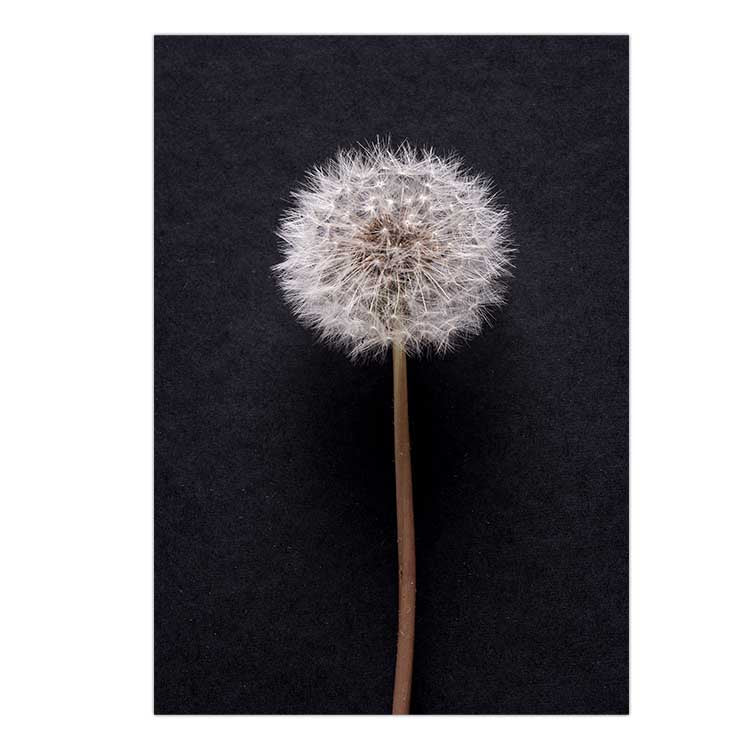 Dandelion no.3