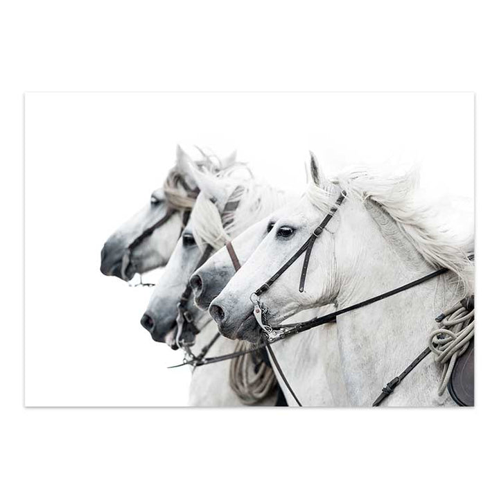 White Stallions