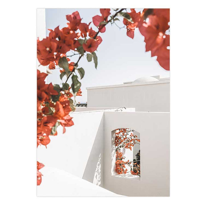 Bouganvillea no.1