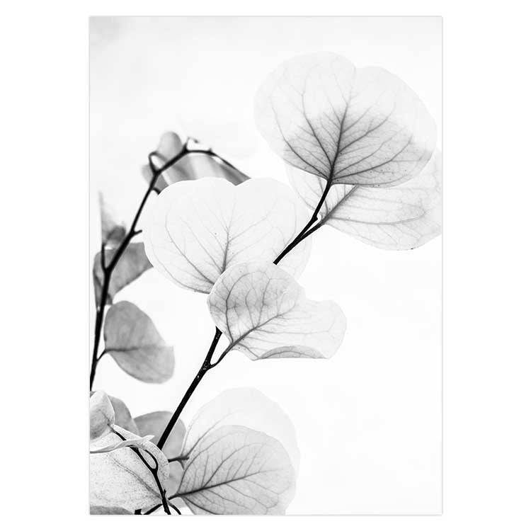 Dried Eucalyptus II - B&W