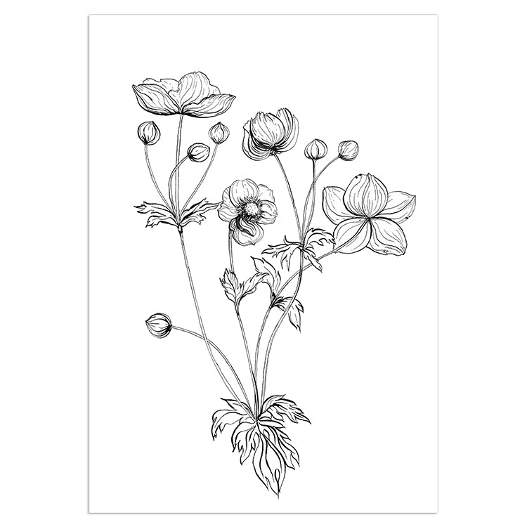 Anemone Sketch