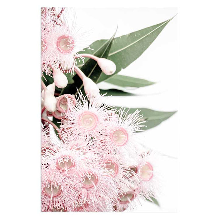 Set of 2 - Icy Pink Eucalyptus no.1 & no.2