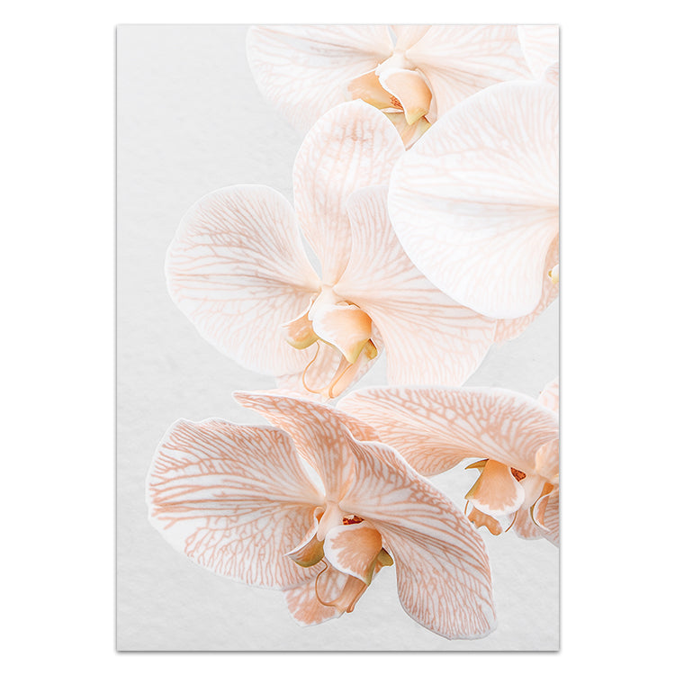 Orchid III