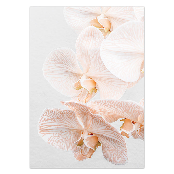 Orchid III