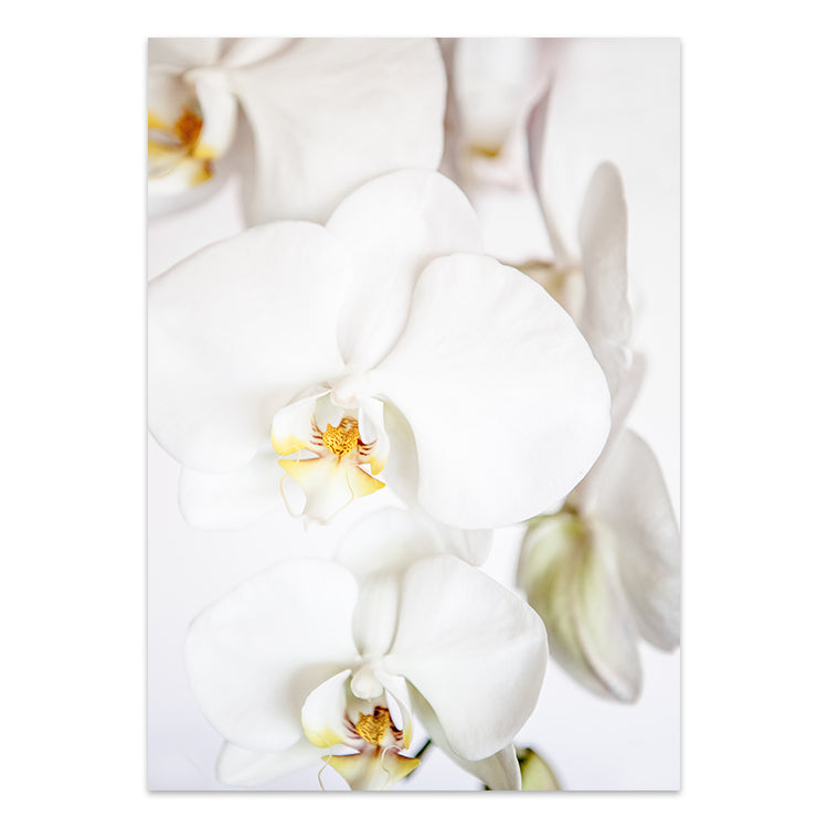 Orchid II