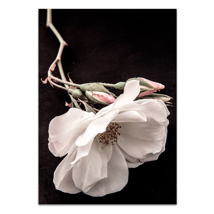 White Rose I